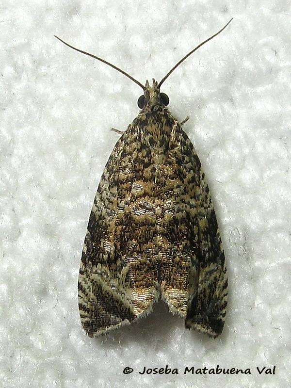 Tortricidae:  Celypha lacunana